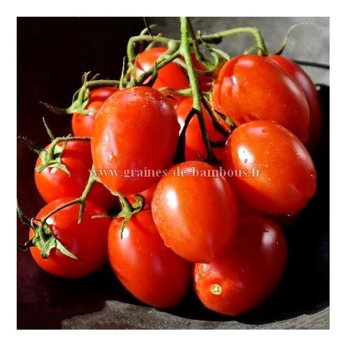**** 40 graines de tomates Berao Non traitées***** 