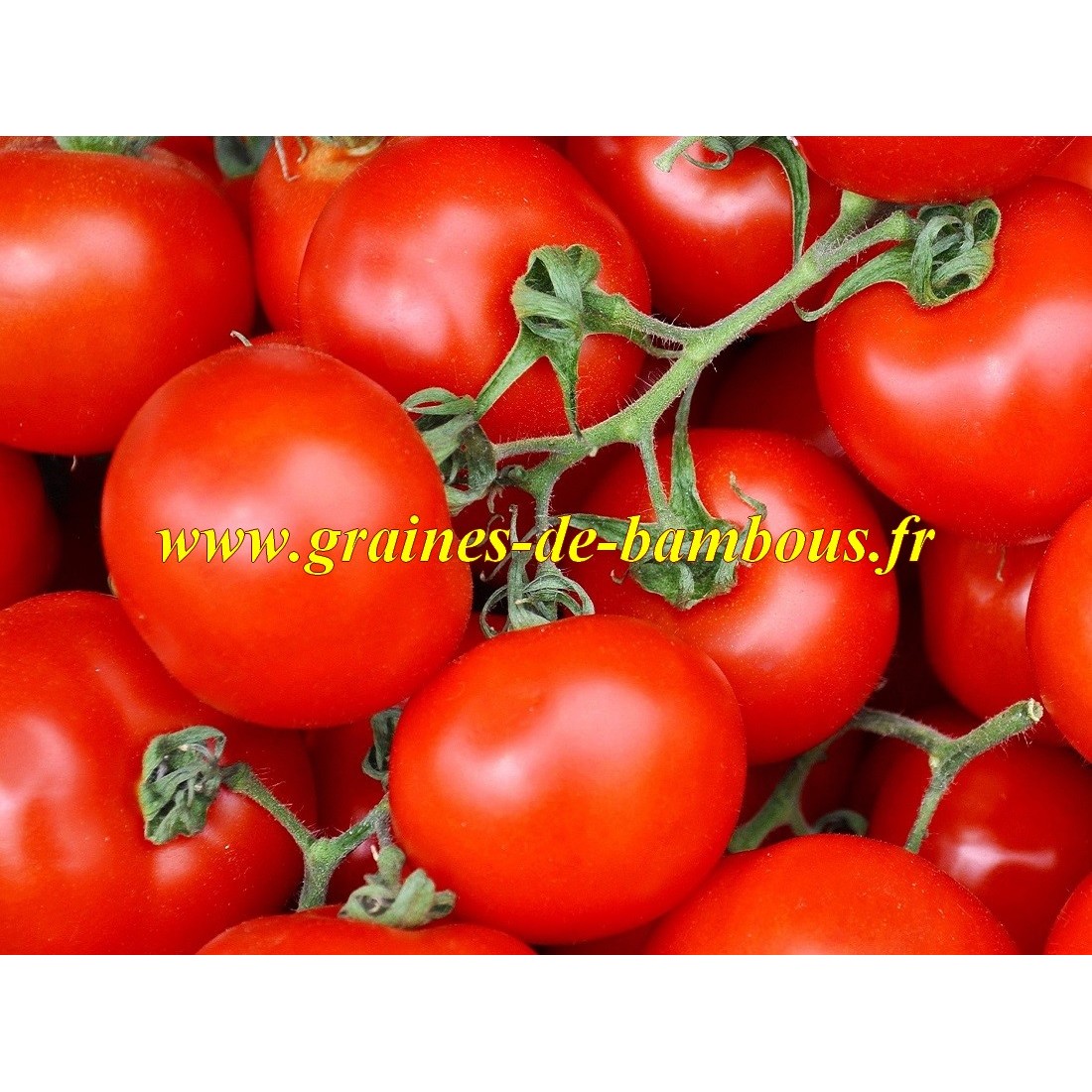 Graines de tomate de siberie ou siberian