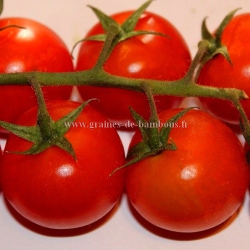 Graines de tomate delice du jardinier