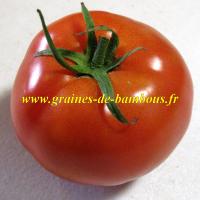 Graines de tomate druzba graines de bambous eu