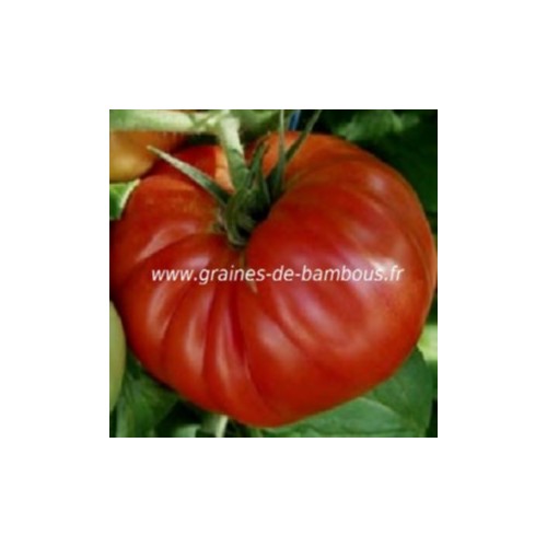 Graines de tomate dutchmann variete ancienne