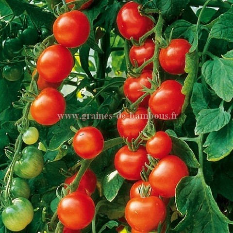 Graines de tomate gardeners delight