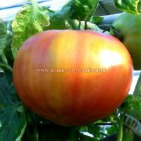 Graines de tomate gold medal fruit