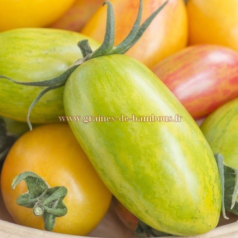 Graines de tomate green tiger