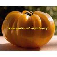 Graines de tomate gros fruit