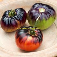 Graines de tomate indigo blue beauty