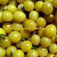 Graines de tomate lemon drop