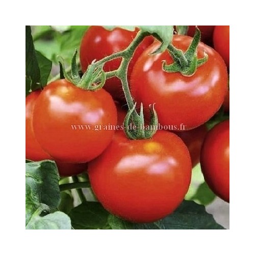 Graines de tomate marglobe