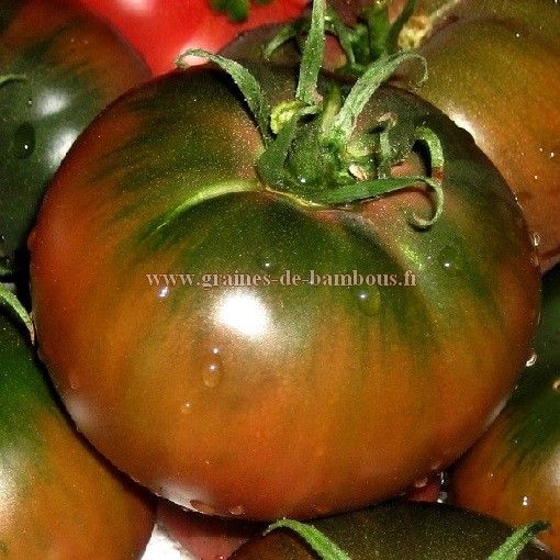 Graines de tomate noire de tula