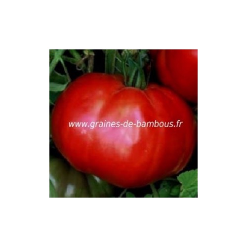 Graines de tomate omar s lebanese fruit