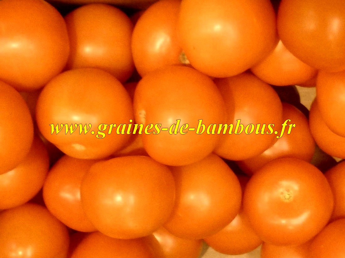 ***** 40 graines de Tomates Orange Queen Non traité *****