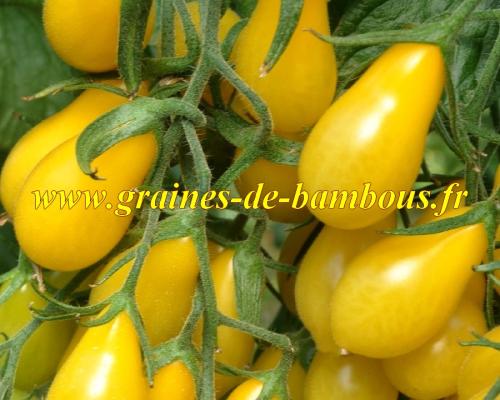 Graines de tomate poire cerise jaune