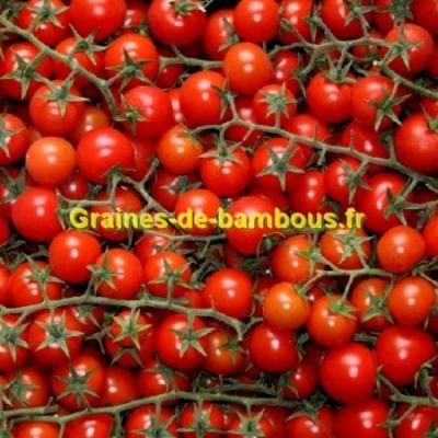 Graines de tomate pokusa sur graines de bambous fr