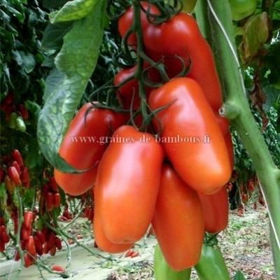 Graines tomate san marzano