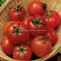 Graines de tomate tamina