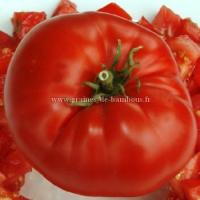 Graines de tomate watermelon beefsteak