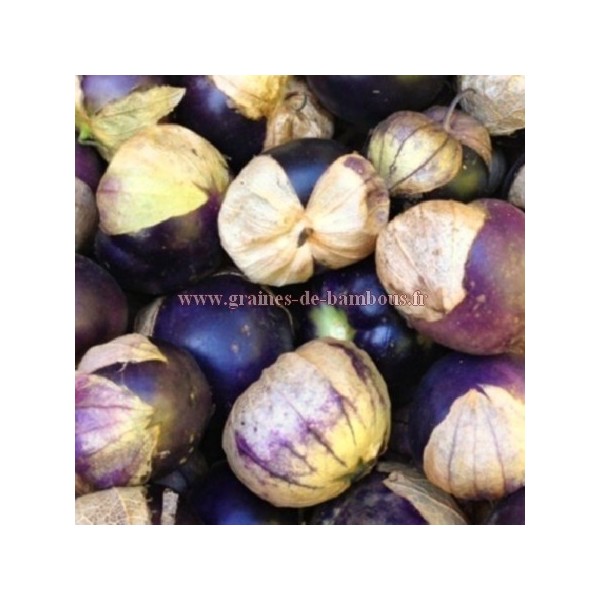 Graines de tomatille pourpre