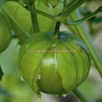 Graines de tomatille verte