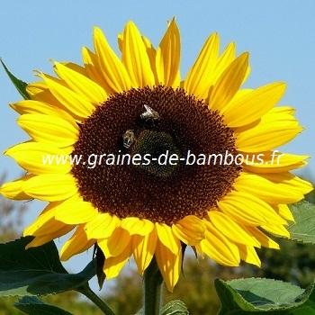 Graines de tournesol giant yellow