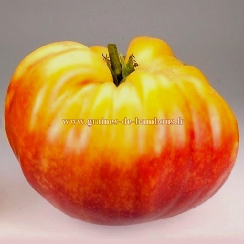 Graines german striped tomate