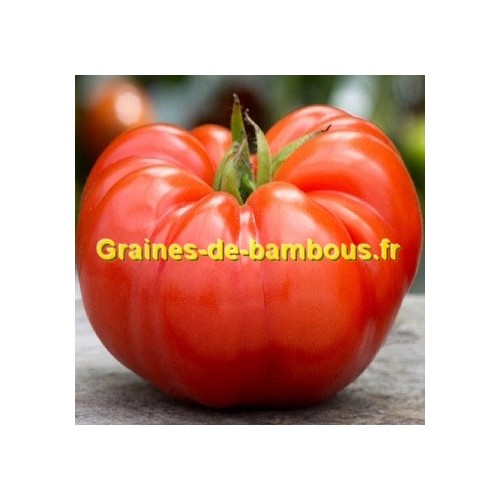 Graines grosse tomate beefsteak