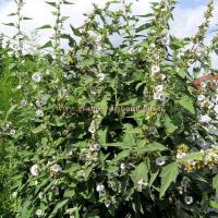 Graines guimauve officinale