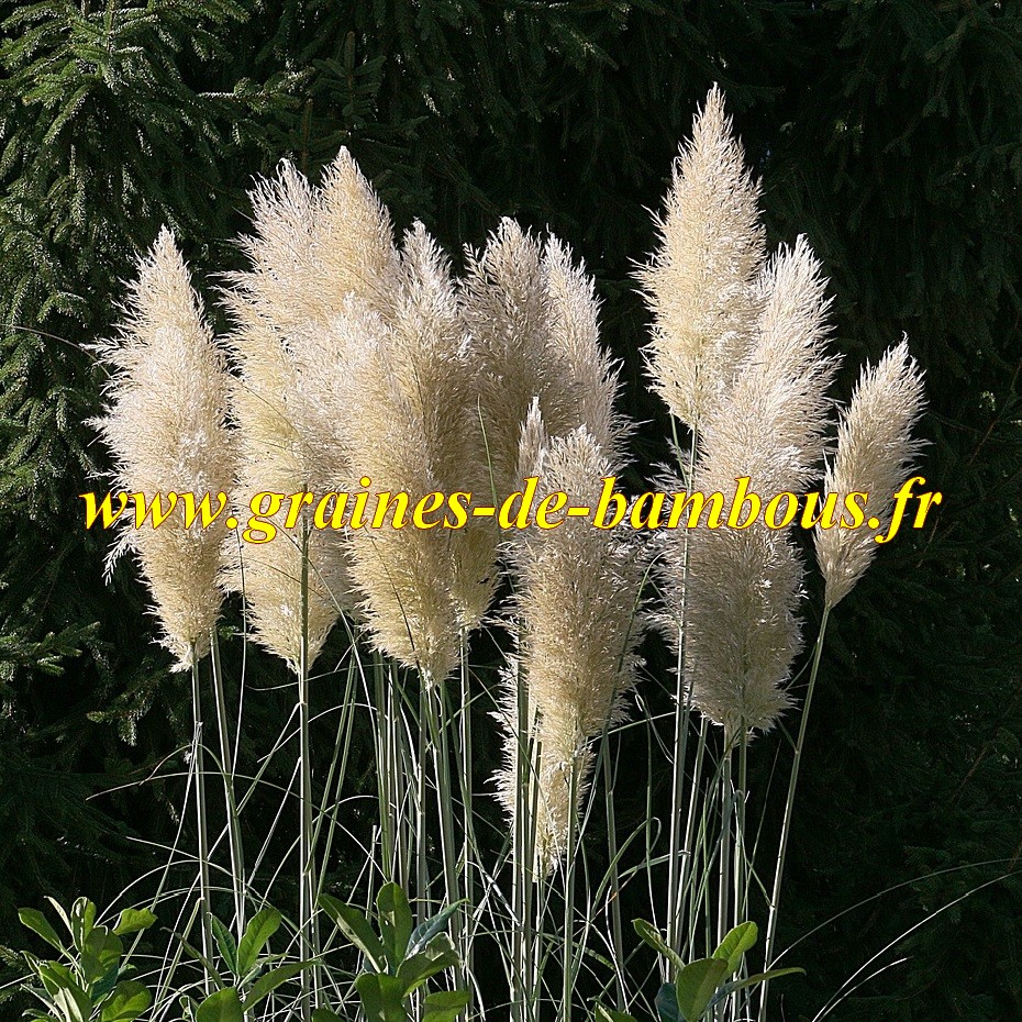 Graines d'HERBE DE LA PAMPA BLANCHE ET ROSE cortaderia selloana