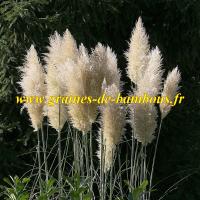 Graines herbe de la pampa blanche