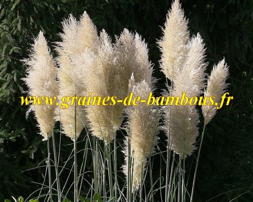 Graines herbe de la pampa blanche