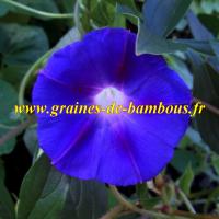 Graines ipomee purpurea grandpa ott