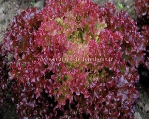 Graines lollo rossa
