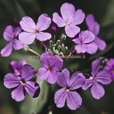 Monnaie du pape lunaria violet honesty réf.707