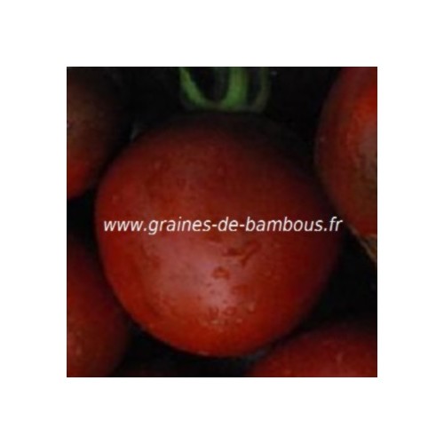 Graines nyagous tomate