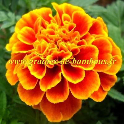 Cosmos Orange Crest GRAINES DE BAMBOUS