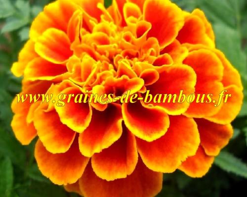 Graines oeillet d inde reine sophia