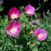 Graines pavot pourpre