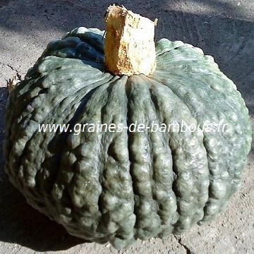 Courgette Striée de Naples - Striato di napoli