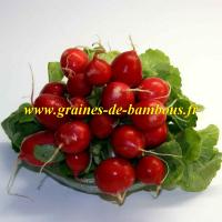 Graines radis cherry belle