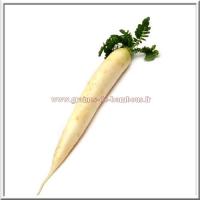 Graines radis daikon