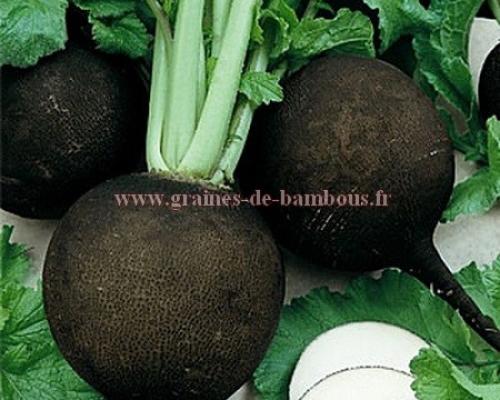 Graines radis noir rond