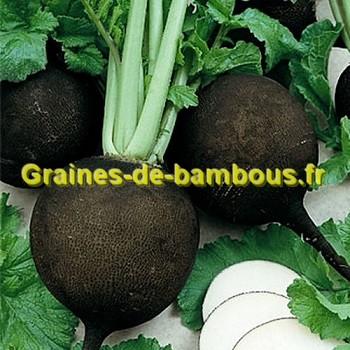 Graines radis noir