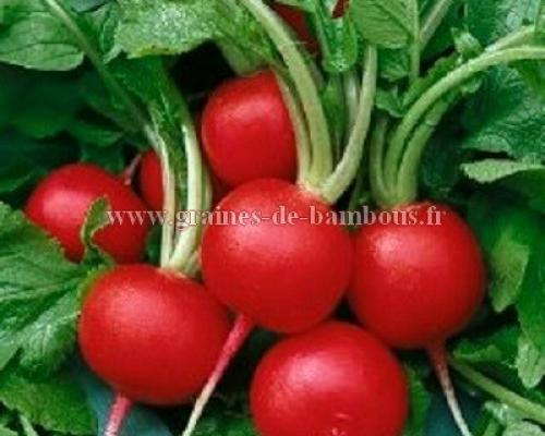 Graines radis riesenbutter
