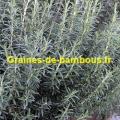 Graines romarin