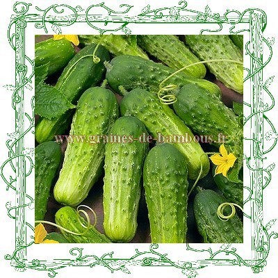 Graines semences de cornichon petit vert de paris
