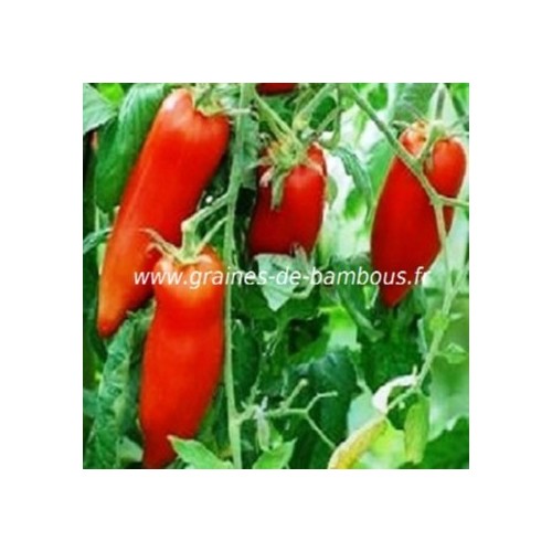 Graines tomate andine cornue semis