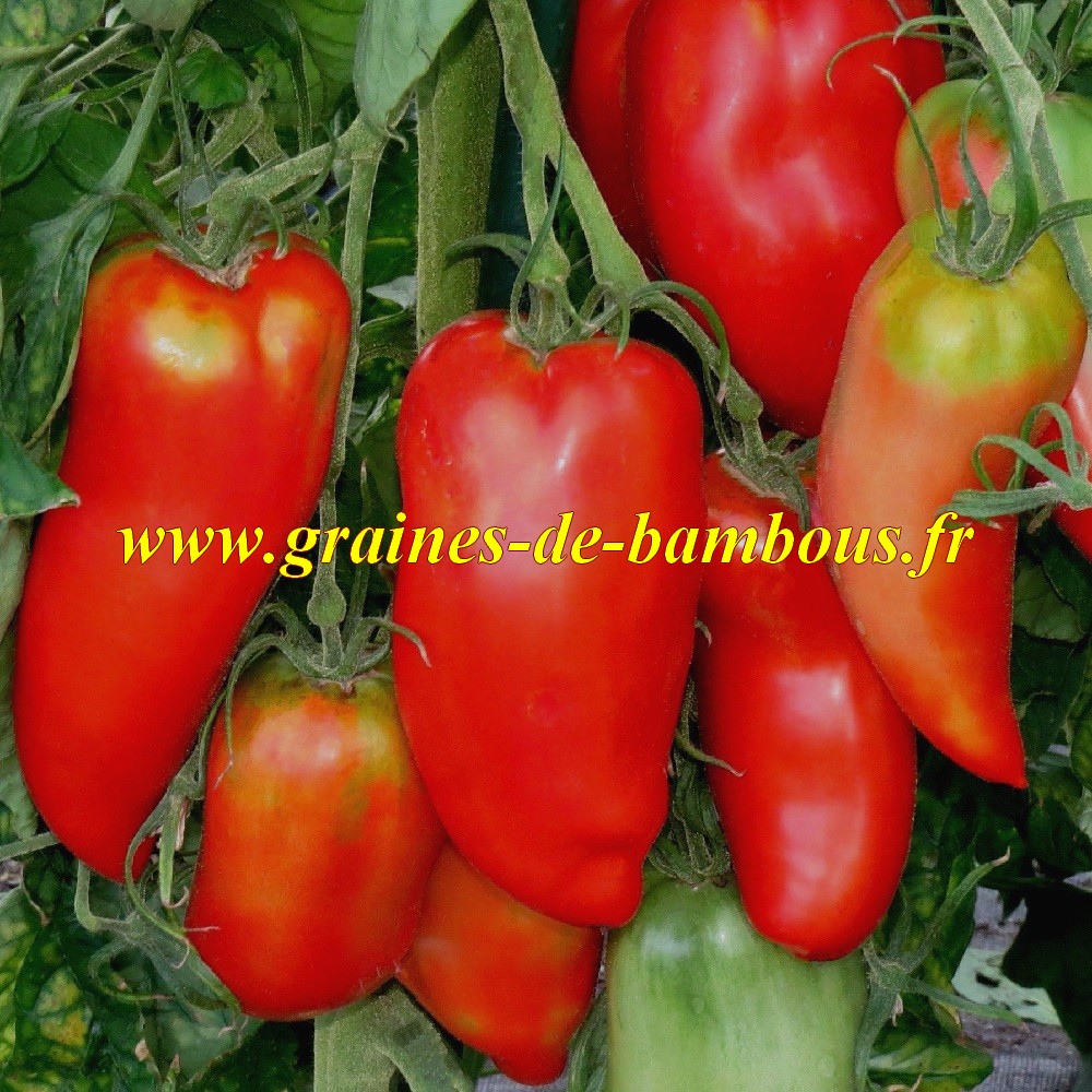 Graines tomate andine cornue
