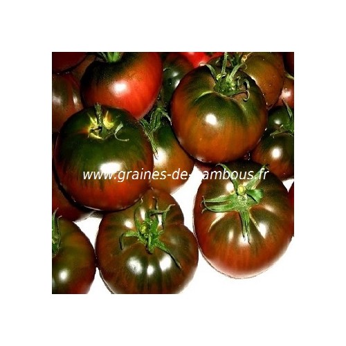 Graines tomate black from tula