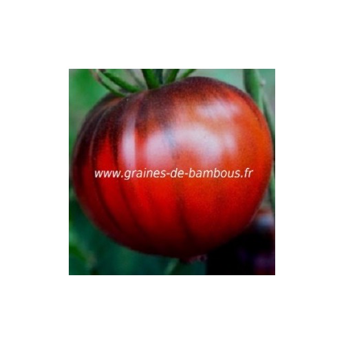 Graines tomate black seaman