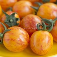 Graines tomate cerise golden