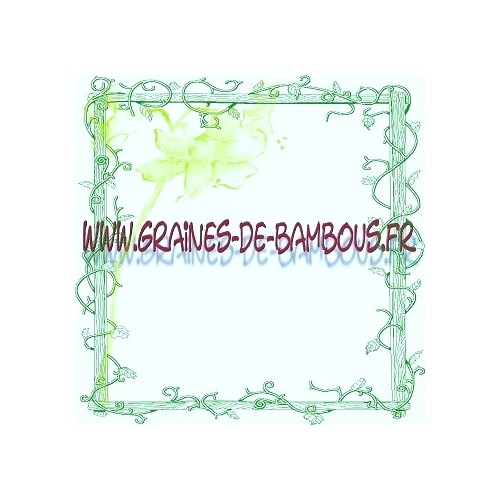 Graines tomate crimee grainesdebambous com